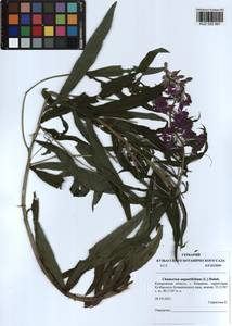 Chamaenerion angustifolium (L.) Scop., Siberia, Altai & Sayany Mountains (S2) (Russia)