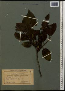 Diospyros lotus L., Caucasus, Azerbaijan (K6) (Azerbaijan)