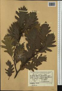 Quercus petraea (Matt.) Liebl., Western Europe (EUR) (Albania)