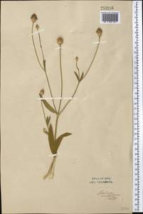 Cephalaria syriaca (L.) Schrad., Middle Asia, Syr-Darian deserts & Kyzylkum (M7) (Uzbekistan)