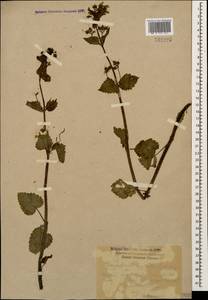 Scrophularia chrysantha Jaub. & Sp., Caucasus, Krasnodar Krai & Adygea (K1a) (Russia)