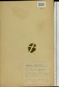 Silene acaulis (L.) Jacq., Eastern Europe, Northern region (E1) (Russia)