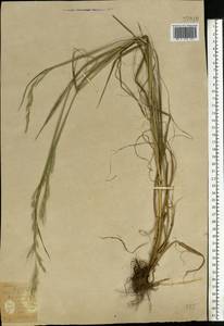 Lolium giganteum (L.) Darbysh., Eastern Europe, South Ukrainian region (E12) (Ukraine)