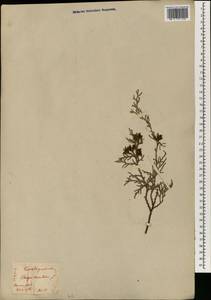 Platycladus orientalis (L.) Franco, South Asia, South Asia (Asia outside ex-Soviet states and Mongolia) (ASIA) (Japan)