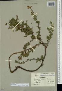 Ononis spinosa subsp. leiosperma (Boiss.)Sirj., Crimea (KRYM) (Russia)