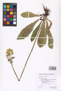 Crepis praemorsa (L.) Tausch, Eastern Europe, Central forest-and-steppe region (E6) (Russia)