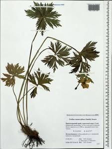 Trollius ranunculinus (Sm.) Stearn, Caucasus, Krasnodar Krai & Adygea (K1a) (Russia)