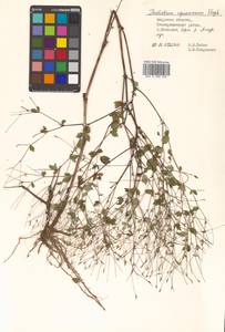 Thalictrum squarrosum Stephan ex Willd., Siberia, Russian Far East (S6) (Russia)