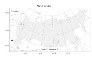 Vicia ervilia (L.) Willd., Atlas of the Russian Flora (FLORUS) (Russia)