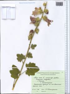 Alcea rosea L., Eastern Europe, Middle Volga region (E8) (Russia)