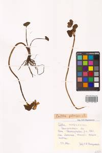 Caltha palustris L., Siberia, Chukotka & Kamchatka (S7) (Russia)