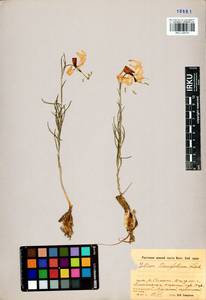 Lilium pumilum Redouté, Siberia, Baikal & Transbaikal region (S4) (Russia)