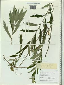 Artemisia integrifolia L., Siberia, Baikal & Transbaikal region (S4) (Russia)