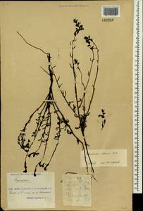 Pedicularis adunca M. Bieb. ex Steven, Siberia, Russian Far East (S6) (Russia)