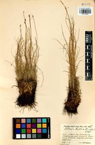Carex myosuroides Vill., Siberia, Baikal & Transbaikal region (S4) (Russia)