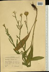 Centaurea glastifolia subsp. intermedia (Boiss.) L. Martins, Eastern Europe, Lower Volga region (E9) (Russia)