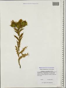 Carthamus oxyacanthus M. Bieb., Caucasus, Azerbaijan (K6) (Azerbaijan)
