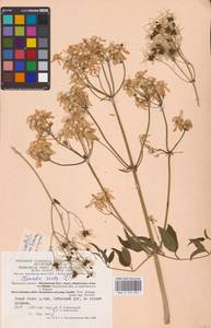 Clematis recta L., Eastern Europe, Central region (E4) (Russia)