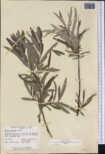 Salix candida Flüggé ex Willd., America (AMER) (Canada)