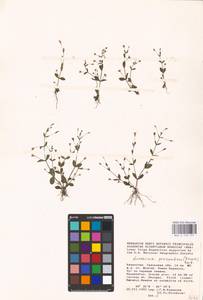 MHA 0 159 751, Lindernia procumbens (Krock.) Borbás, Middle Asia, Caspian Ustyurt & Northern Aralia (M8) (Kazakhstan)