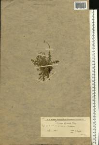 Taraxacum officinale Weber ex F.H.Wigg., Eastern Europe, Lower Volga region (E9) (Russia)