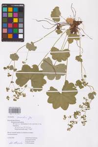 Alchemilla sarmatica Juz., Eastern Europe, Central region (E4) (Russia)