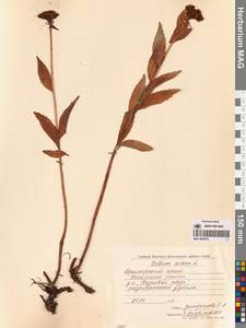 Phedimus aizoon (L.) 't Hart, Siberia, Russian Far East (S6) (Russia)