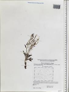 Parrya nudicaulis (L.) Regel, Siberia, Russian Far East (S6) (Russia)