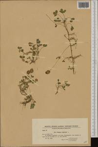 Trifolium fragiferum L., Western Europe (EUR) (Bulgaria)