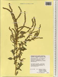Amaranthus spinosus L., South Asia, South Asia (Asia outside ex-Soviet states and Mongolia) (ASIA) (Thailand)