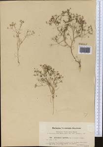 Psammogeton capillifolium (Regel & Schmalh.) Mousavi, Mozaff. & Zarre, Middle Asia, Syr-Darian deserts & Kyzylkum (M7) (Uzbekistan)