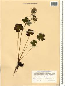 Geranium renardii Trautv. in Trautv., Regel, Maxim. & C. Winkl., Caucasus, North Ossetia, Ingushetia & Chechnya (K1c) (Russia)