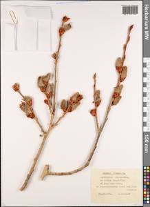 Populus tremula L., Siberia, Western (Kazakhstan) Altai Mountains (S2a) (Kazakhstan)