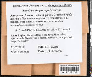 Encalypta rhaptocarpa Schwägr., Bryophytes, Bryophytes - Russian Far East (excl. Chukotka & Kamchatka) (B20) (Russia)