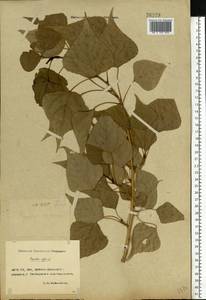 Populus nigra L., Eastern Europe, Rostov Oblast (E12a) (Russia)