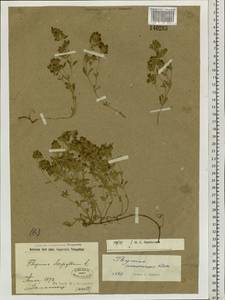 Thymus amurensis Klokov, Siberia, Russian Far East (S6) (Russia)