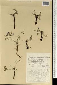 Oxytropis leptophylla (Pall.)DC., Mongolia (MONG) (Mongolia)