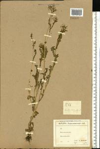 Senecio vulgaris L., Eastern Europe, North Ukrainian region (E11) (Ukraine)