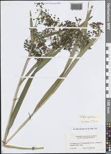 Scirpus sylvaticus L., Eastern Europe, North-Western region (E2) (Russia)