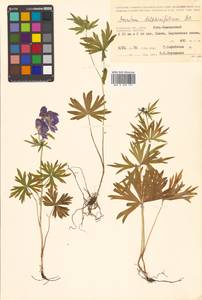 Aconitum delphinifolium DC., Siberia, Chukotka & Kamchatka (S7) (Russia)