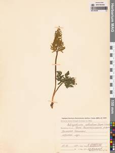 Sceptridium robustum (Rupr.) Lyon, Siberia, Chukotka & Kamchatka (S7) (Russia)