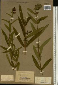 Stachys palustris L., Eastern Europe, Eastern region (E10) (Russia)