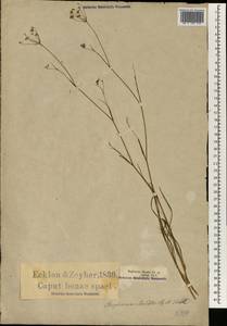 Bupleurum mundtii Cham. & Schltdl., Africa (AFR) (South Africa)