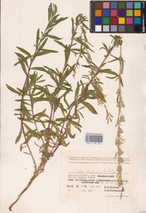 Silene tatarica (L.) Pers., Eastern Europe, Lower Volga region (E9) (Russia)