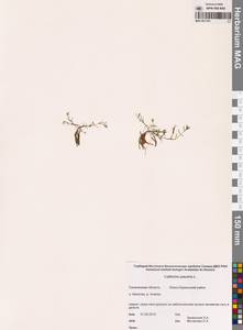 Callitriche palustris L., Siberia, Russian Far East (S6) (Russia)