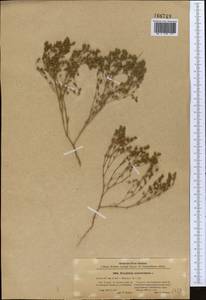 Frankenia pulverulenta, Middle Asia, Caspian Ustyurt & Northern Aralia (M8) (Kazakhstan)