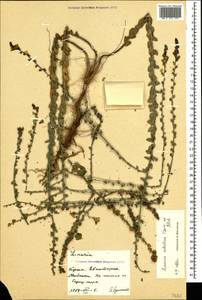 Linaria sabulosa Czern. ex Klokov, Crimea (KRYM) (Russia)