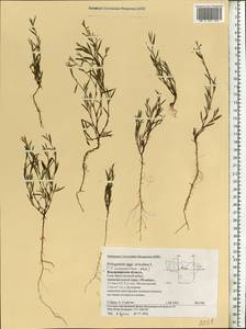 Polygonum aviculare subsp. neglectum (Besser) Arcang., Eastern Europe, Central region (E4) (Russia)