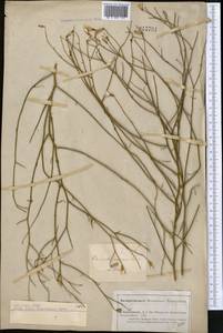 Chondrilla ambigua Fisch. ex Kar. & Kir., Middle Asia, Caspian Ustyurt & Northern Aralia (M8) (Kazakhstan)