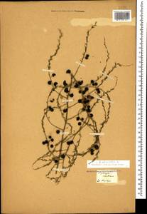 Asparagus officinalis L., Caucasus, Georgia (K4) (Georgia)